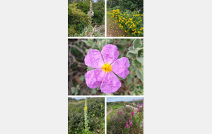 L'Oppidum de Murviel les Montpellier et ses alentours.